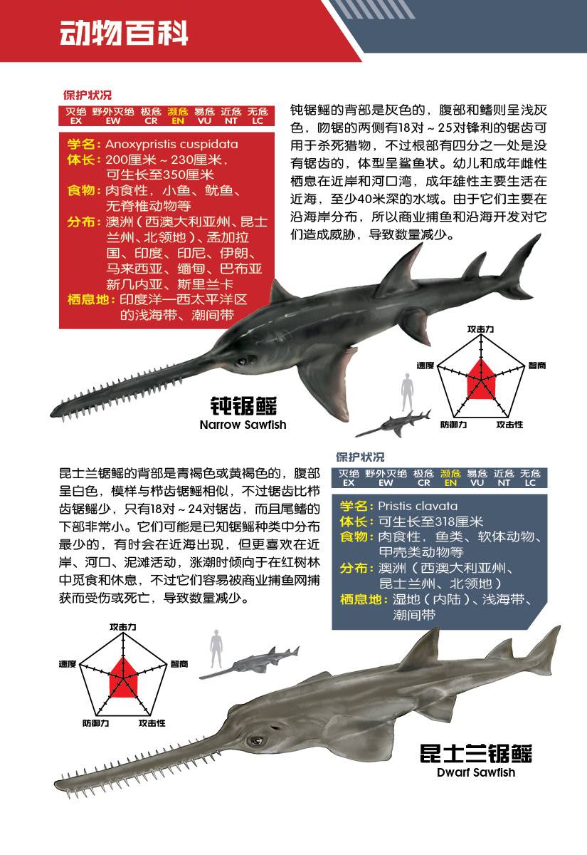 X探险特工队万兽之王III系列04：腕擒锯刃：北太平洋巨型章鱼VS栉齿锯鳐